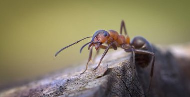 Makro Fotoğrafçılık için gerçek karınca görüntüsü, en iyi fotoğraf.