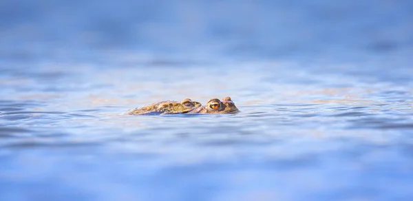 Para Ihop Två Grodor Groda Sover Groda Kärlek Våren Den — Stockfoto