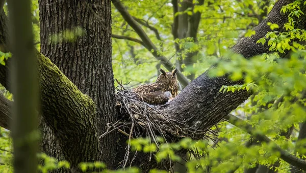 Eurasian Eagle Owl Bubo Bubo Sitting Sitting Nest Tree Crown — Stock Photo, Image