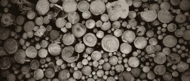 Yuvarlak meşe ağacı kütüğü arka planı, en iyi fotoğraf.