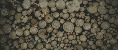 Yuvarlak meşe ağacı kütüğü arka planı, en iyi fotoğraf.