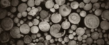 Yuvarlak meşe ağacı kütüğü arka planı, en iyi fotoğraf.