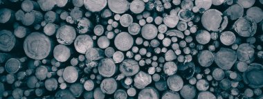 Yuvarlak meşe ağacı kütüğü arka planı, en iyi fotoğraf.