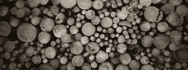 Yuvarlak meşe ağacı kütüğü arka planı, en iyi fotoğraf.