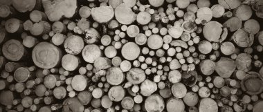 Yuvarlak meşe ağacı kütüğü arka planı, en iyi fotoğraf.