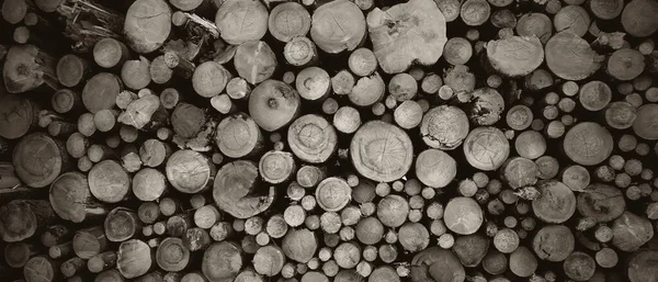 Yuvarlak meşe ağacı kütüğü arka planı, en iyi fotoğraf.