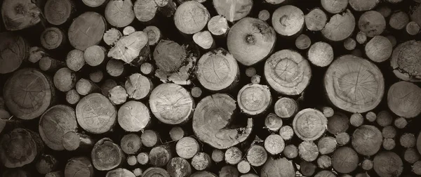 Yuvarlak meşe ağacı kütüğü arka planı, en iyi fotoğraf.