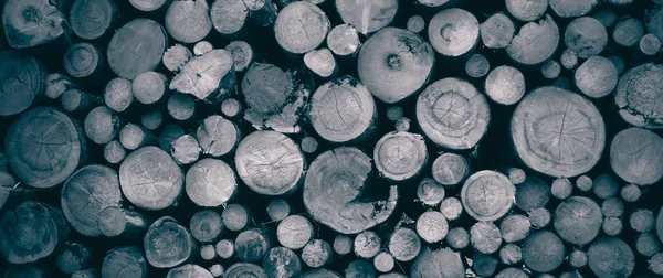 Yuvarlak meşe ağacı kütüğü arka planı, en iyi fotoğraf.