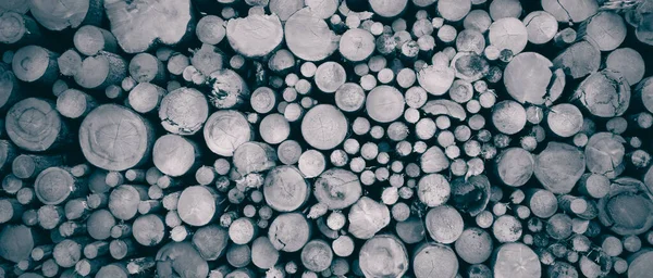 Yuvarlak meşe ağacı kütüğü arka planı, en iyi fotoğraf.