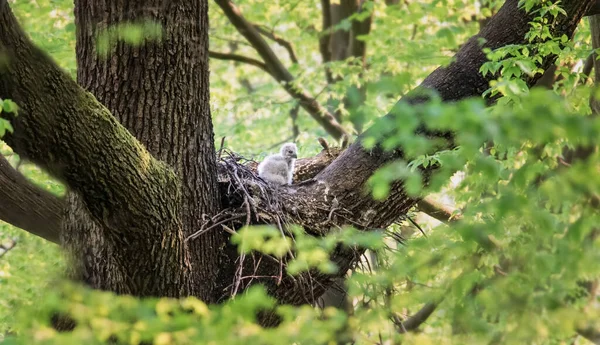 Eurasian Eagle Owl Bubo Bubo Sitting Sitting Nest Tree Crown — Stock Photo, Image