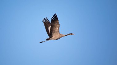 Yaygın Crane - Grus grus, Avrasya 'dan gelen güzel büyük kuş ve uçan muhteşem sihirli fotoğraf, Çek cumhuriyeti, vahşi yaşam. En iyi fotoğraf..
