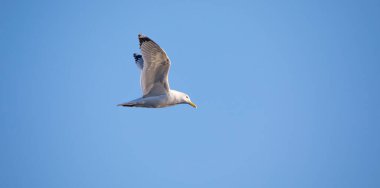 Larus Kachinnans 'ın vahşi yaşam geçmişi gökyüzünde uçuşun aşamalarında uçuyor. En iyi fotoğraf..