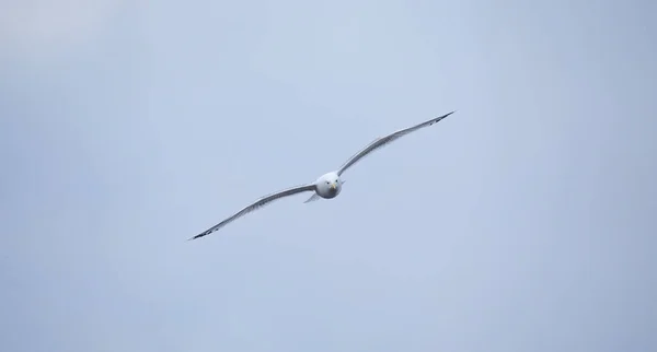 落叶松海鸥的野生动物背景飞越天空 飞行阶段 最好的照片 — 图库照片