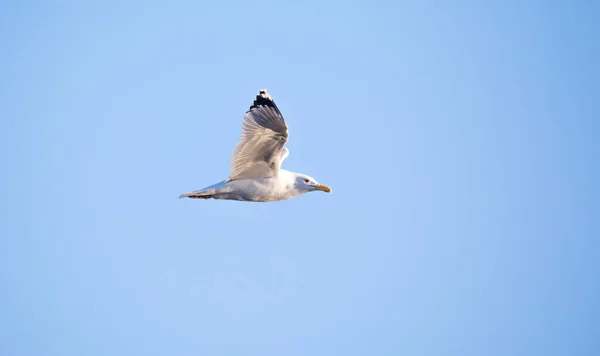 Faune Fond Larus Cachinnans Mouette Vole Travers Ciel Phase Vol — Photo