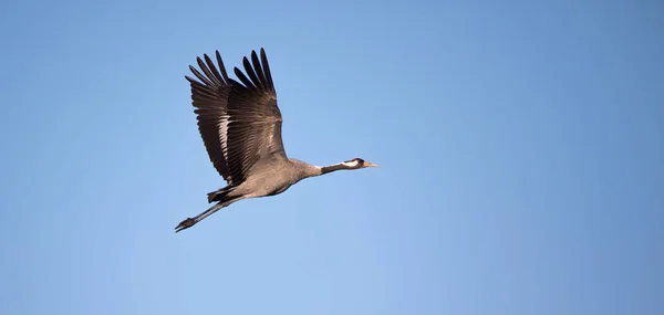 Common Crane Grus Grus Krásný Velký Pták Euroasijských Polí Létání — Stock fotografie