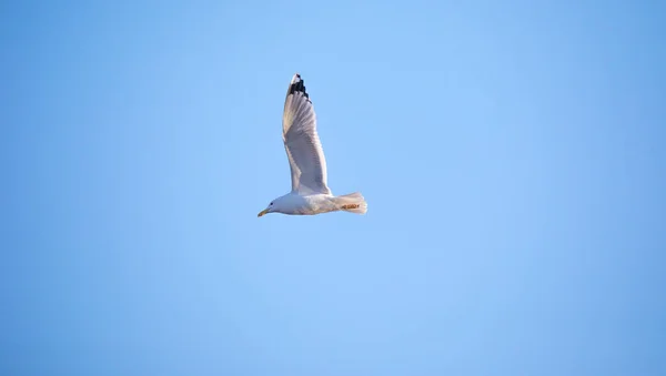 Fondo Vida Silvestre Larus Cachinnans Gaviota Vuela Través Del Cielo —  Fotos de Stock