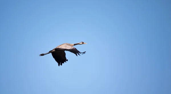 Guindaste Comum Grus Grus Belo Pássaro Grande Campos Euroasiáticos Voando — Fotografia de Stock