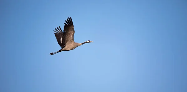 Guindaste Comum Grus Grus Belo Pássaro Grande Campos Euroasiáticos Voando — Fotografia de Stock