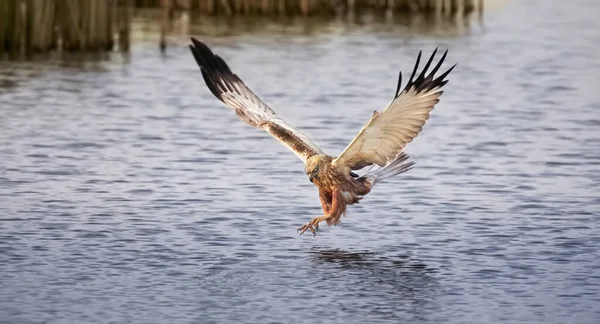 Circus Aeruginosus Pasăre Zboară Departe Pește Mare Tocmai Prins Mare — Fotografie, imagine de stoc