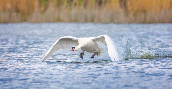 Sfondo Faunistico Cygnus Swanlands Decolla Sulla Superficie Dell Acqua Foto — Foto Stock