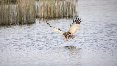 Circus aeruginosus kuşu uçuyor ve avcı, avlanmanın çeşitli aşamalarında yüzeyde balık yakalıyor. En iyi fotoğraf..