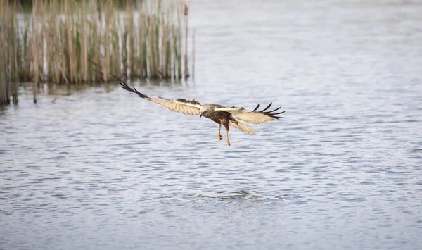 Circus Aeruginosus Pássaro Voando Predador Pega Peixes Acima Superfície Várias — Fotografia de Stock