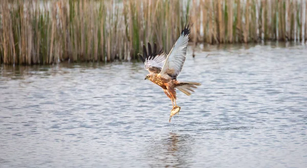 Circus Aeruginosus Bird Flying Predator Catches Fish Surface Various Stages — Stock Photo, Image