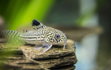 Corydoras julii. Tropische Fische Akvaryumdaki en iyi fotoğrafçı.
