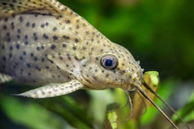 Synodontis nigriventris. Tropische Fische Akvaryumdaki en iyi fotoğrafçı.