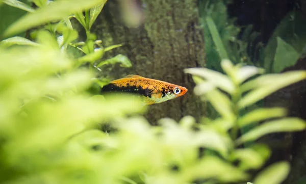 Xiphophorus Merhaba Tropische Fische Akvaryumdaki Iyi Fotoğrafçı — Stok fotoğraf