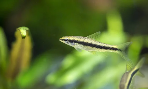 Crossocheilus Siamensis Tropische Fische Schwimmen Aquarium Best Photo — Stock Photo, Image