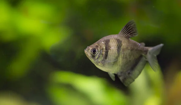 Gymnocorymbus Ternetzi Tropische Fische Schwimmen Aquarium Nejlepší Fotografie — Stock fotografie