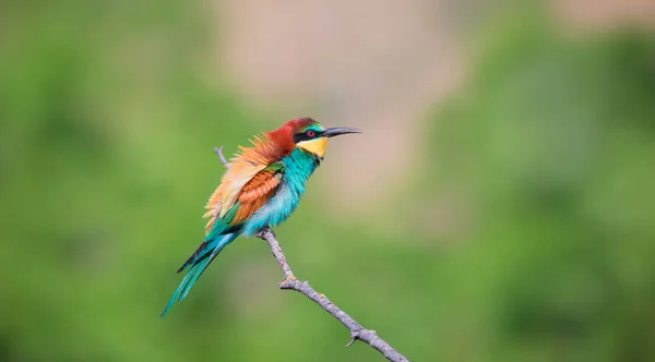 Beauty of birds, portrait of Golden bee eater Merops apiaster sitting on a branch