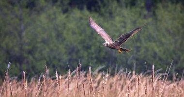 Dişi Batılı bataklık savaşçısı Circus aeruginosus, uçan yırtıcı kuş bir tarlanın üzerinde arama ve avlanma, en iyi fotoğraf, çimenlerde avlanır..
