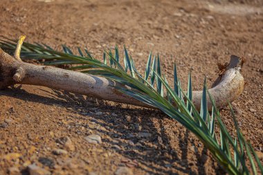 Hurma dalları ve kurumuş ağaç gövdeleri.