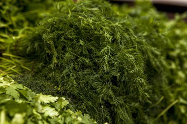 Taze ve kokulu dereotlu soğan maydanozu pişirmek için yeşil baharatlar.