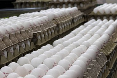 Tavuk yumurtası, taze sağlıklı yiyecekler. Büyük tepsiler, güzel bir resim. Kahvaltı, öğle yemeği ve akşam yemeği için diğer yemekleri hazırlamak için.