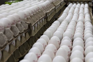 Tavuk yumurtası, taze sağlıklı yiyecekler. Büyük tepsiler, güzel bir resim. Kahvaltı, öğle yemeği ve akşam yemeği için diğer yemekleri hazırlamak için.