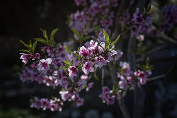 blooming nectarine is a sign of spring and the awakening of nature from winter sleep