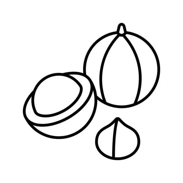 Icona di Macadamia. Configura l'icona vettoriale del dado di macadamia per il web design e le app isolate su sfondo bianco. Trendy line art . — Vettoriale Stock