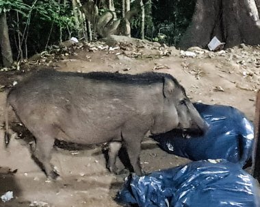 Plastik poşetlerin içinde çöp yiyen bir vahşi.