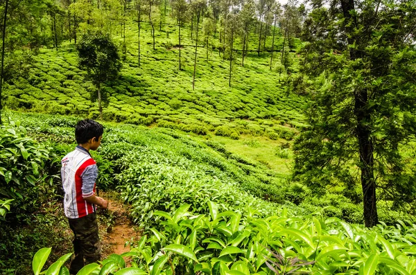Kerala, Idukki 'de çay tarlasında bir çocuk.
