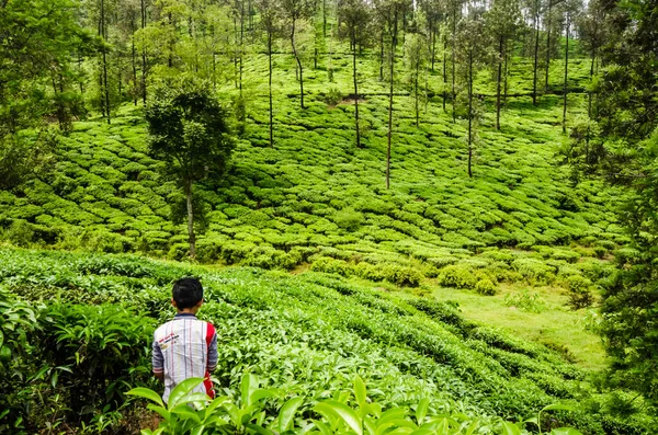 Kerala, Idukki 'de çay tarlasında bir çocuk.