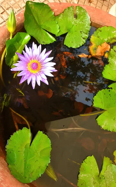 ピンクの花と水生植物 — ストック写真