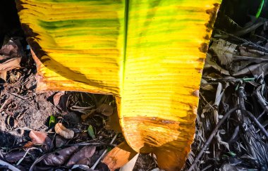 Sarı muz yaprağı.