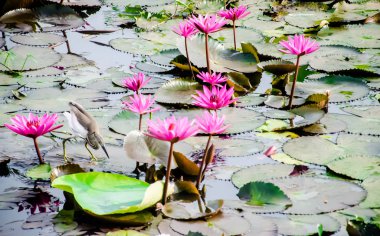 Kerala, Hindistan 'daki nilüfer tarlaları. Güzel su bitkileri. Doğadan.