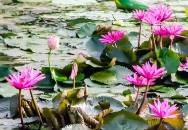 Kerala, Hindistan 'daki nilüfer tarlaları. Güzel su bitkileri. Doğadan.