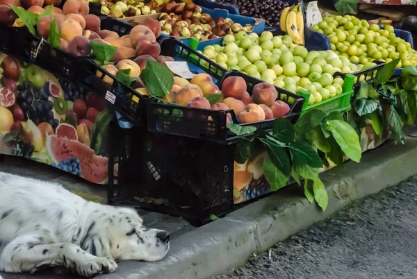 Türkiye 'de bir yol kenarı dükkanında meyve standı ve uzun kulaklı uyuyan beyaz bir köpek