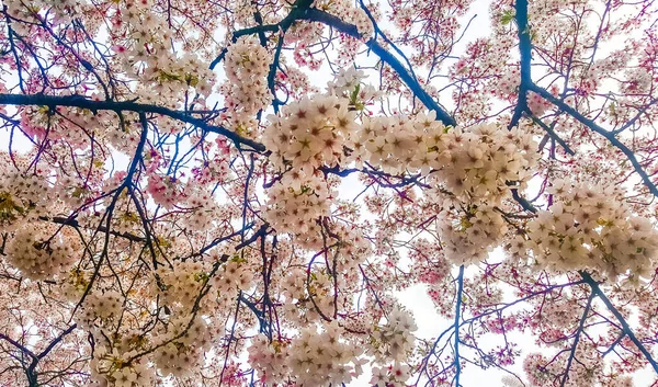 Fioritura Primaverile Almere Nei Paesi Bassi — Foto Stock