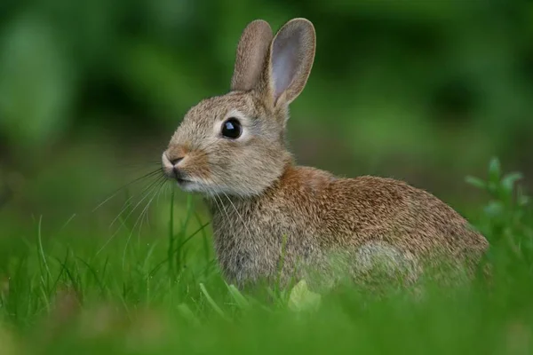 Lièvre Sur Herbe — Photo